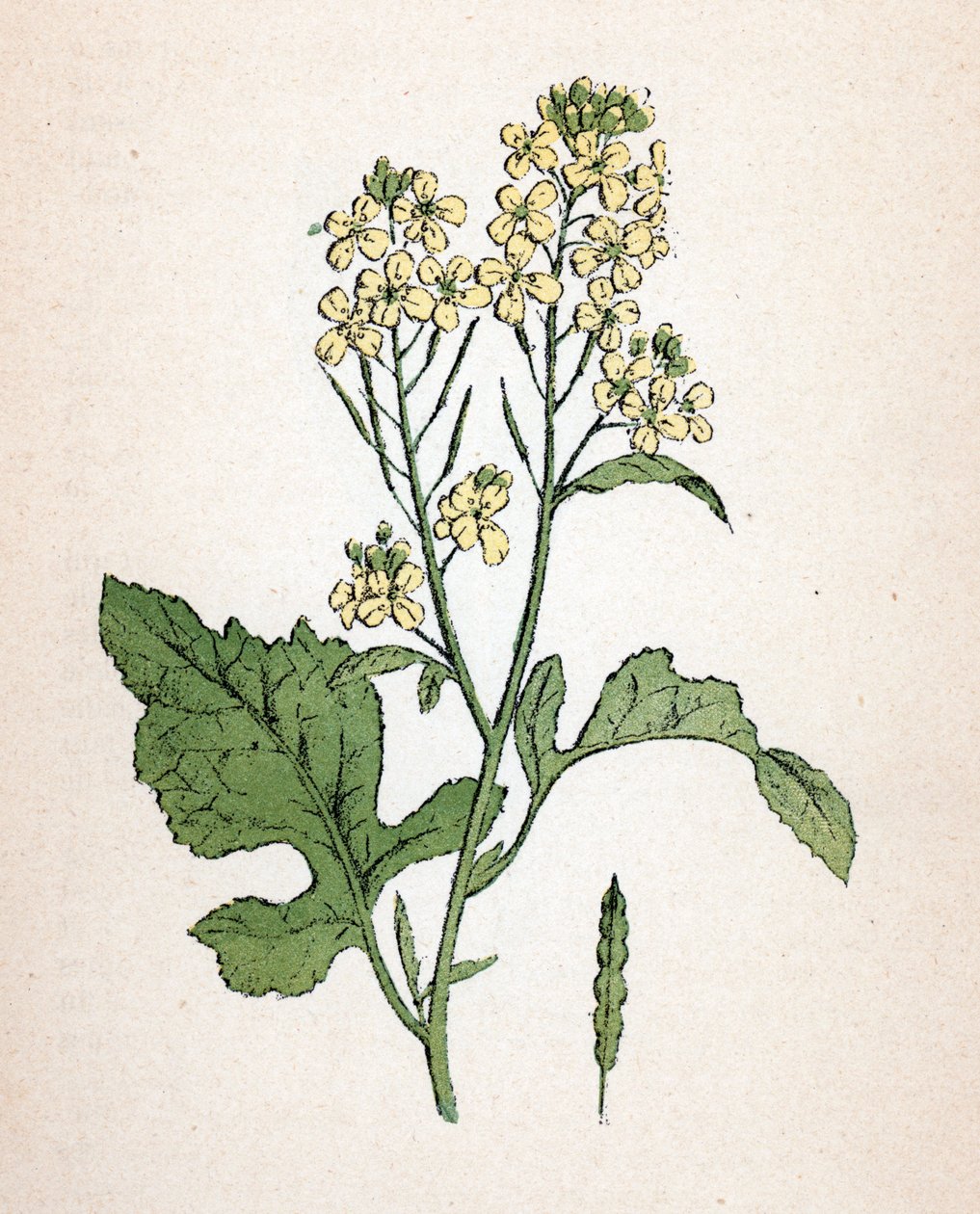 Svart senap (seneve noir) (Brassica nigra) (svart senap) Botanisk plansch från "Atlas colorie des plantes medicinales" av Paul Hariot av Unbekannter Künstler