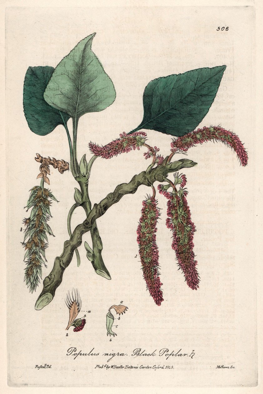 Svartpoppel (Populus nigra) - Botanisk plansch av Isaac Russell, graverad av Charles Matthews, hämtad från "English Botanical Phenomenes" av William Baxter (1788-1871) av Unbekannter Künstler