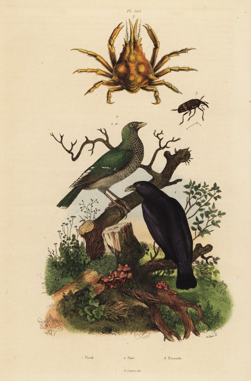 Black oriole, Oriolus hosii 1, grön oriole, Oriolus flavocinctus 1a, fyrhornig spindelkrabba, Pisa tetraodon 2, vivelbagge, Pissodes art 3 av Unbekannt