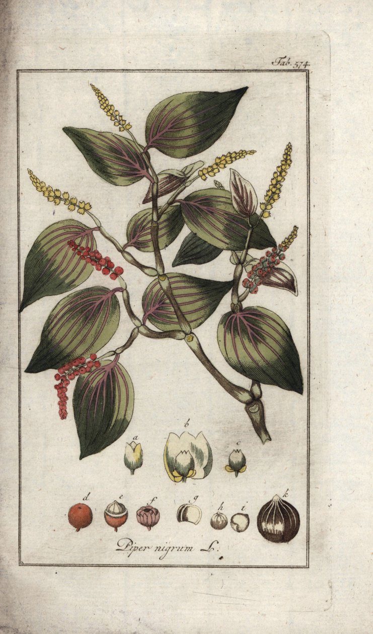 Svartpepparskål (Piper nigrum). Litografi från "Afbeelding der Artseny-Gewassen" av Johannes Zorn (1739-1799), Nederländerna av Unbekannter Künstler