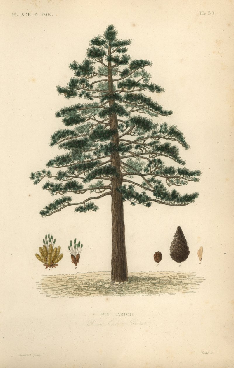 Svart tall eller österrikisk tall, Pinus nigra subsp av Unbekannt