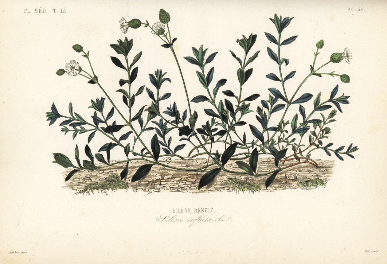 Blåscampion, Silene vulgaris, Silene inflata, Silene-utbuktningar av Unbekannt