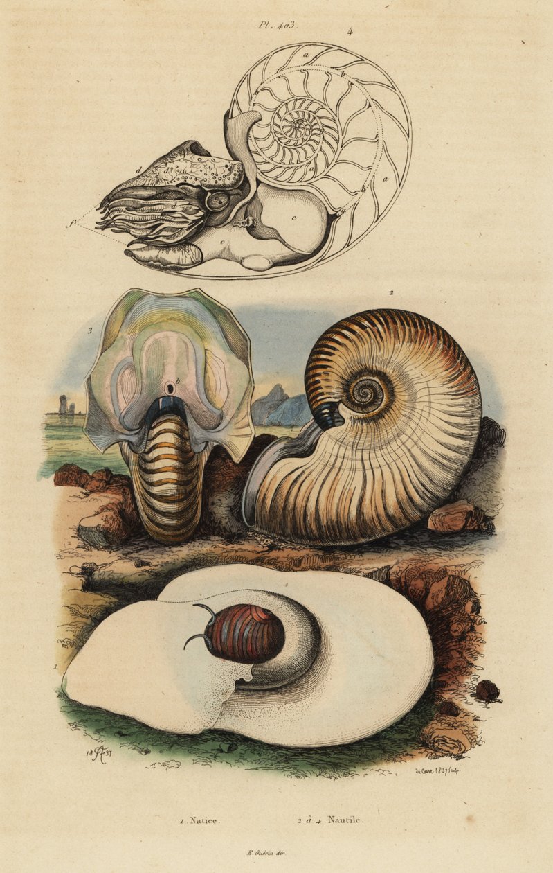 Blåsmånsnigel, Neverita didyma 1, crusty nautilus, Nonion navel 2, och chambered nautilus, Nautilus pompilius 3,4 av Unbekannt