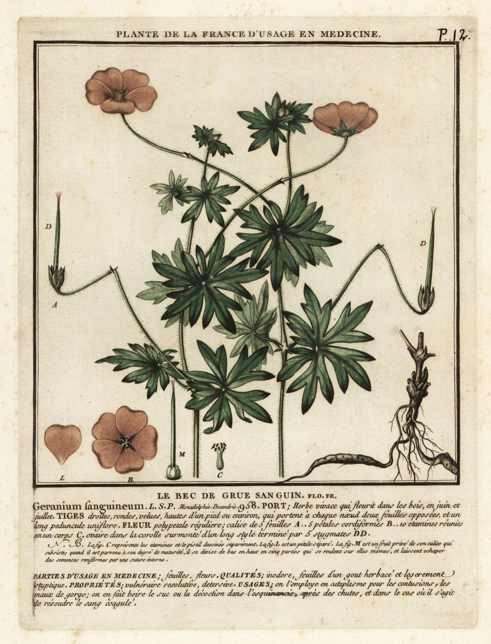 Blodig tranäbb, Geranium sanguineum. av Unbekannter Künstler