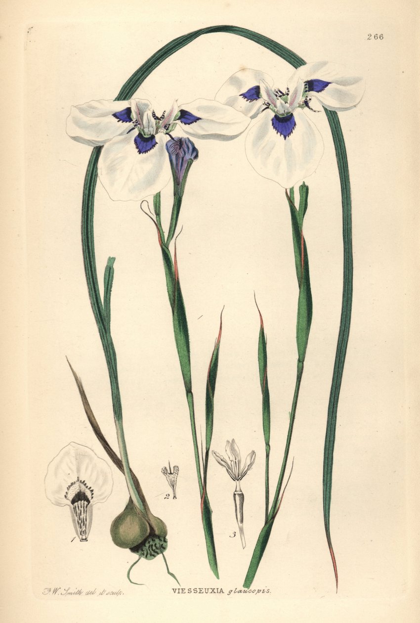 Blåögd Uintjie eller Blouooguintjie, Moraea aristata (Ocellate viesseuxia, Vieusseuxia glaucopis). Handkolorerat kopparstick tecknat och graverat av Frederick W. Smith från John Lindley och Robert Sweet