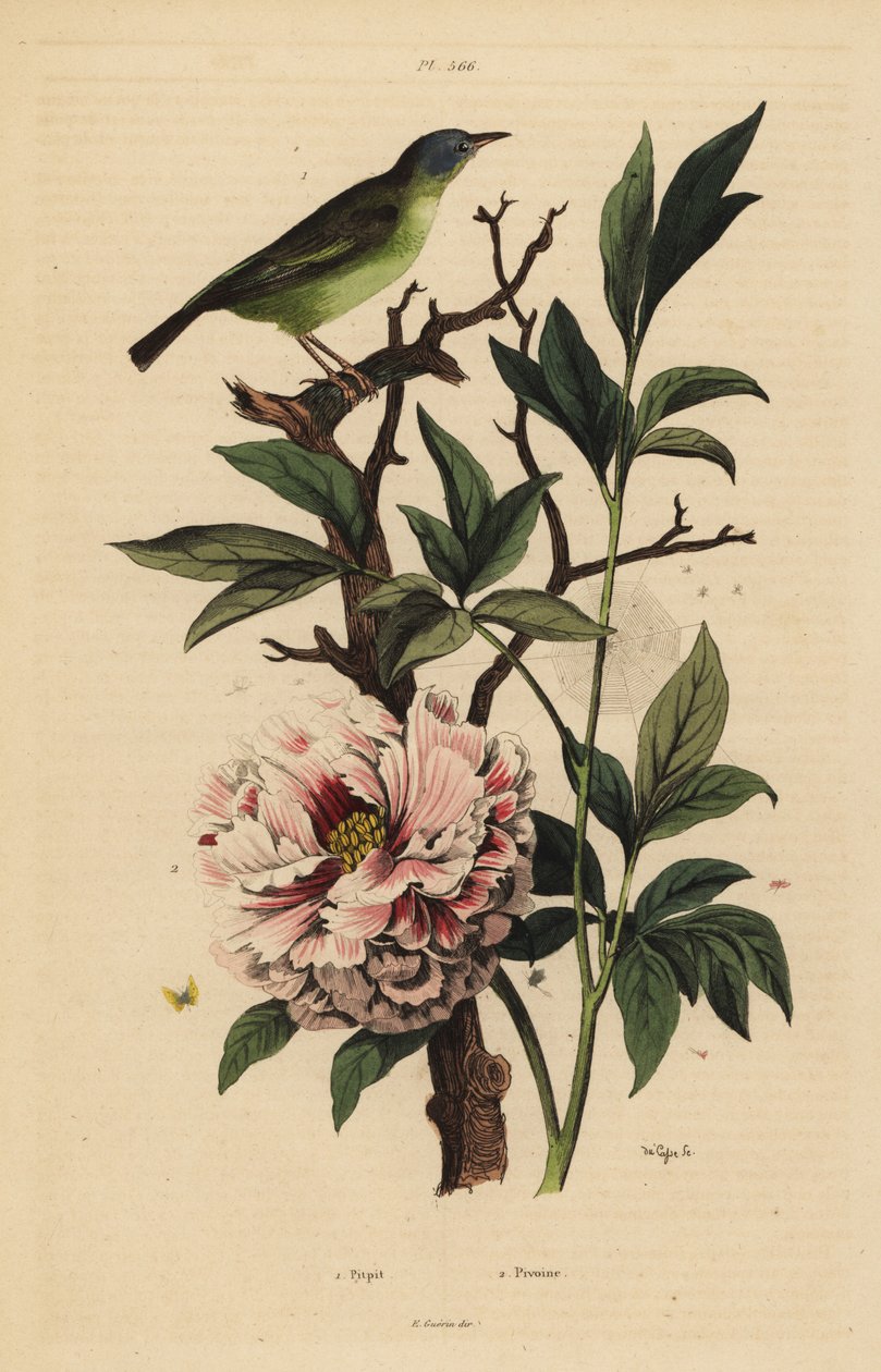 Blåhårig fansvans, Rhipidura cyaniceps 1 och pion, Paeonia suffruticosa 2 av Unbekannt