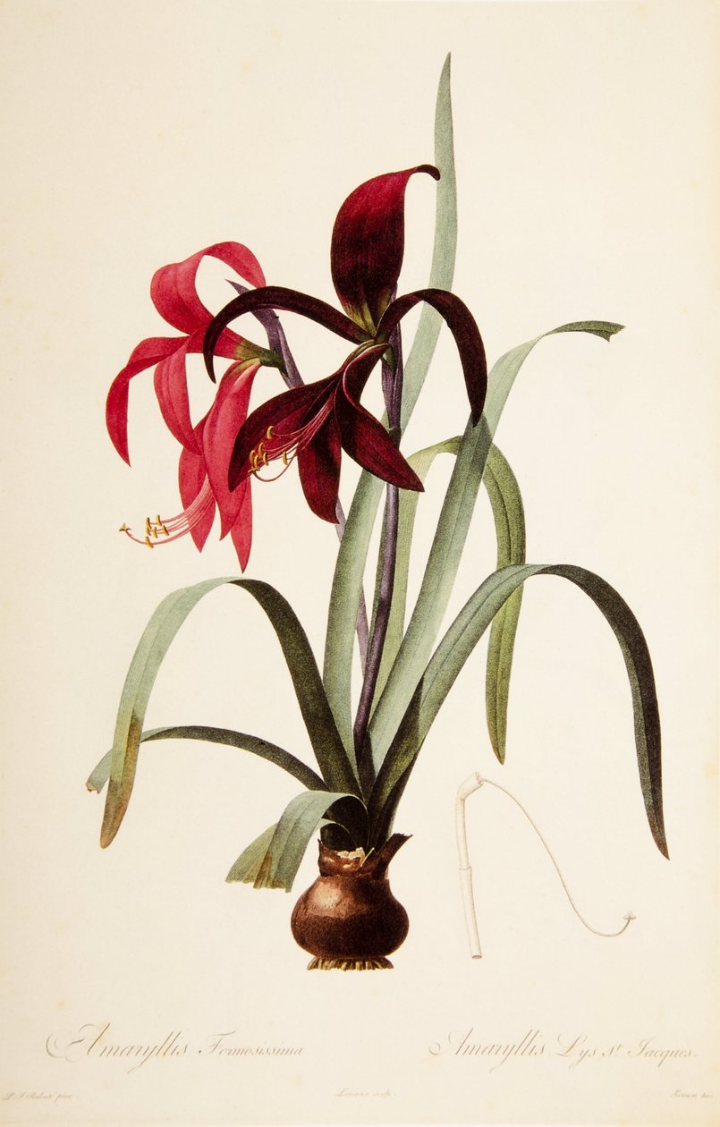 Botanisk illustration/Redoubt/Sprekelia formosissima/Saint James Lily/Jacobean Lily av William M. Timlin