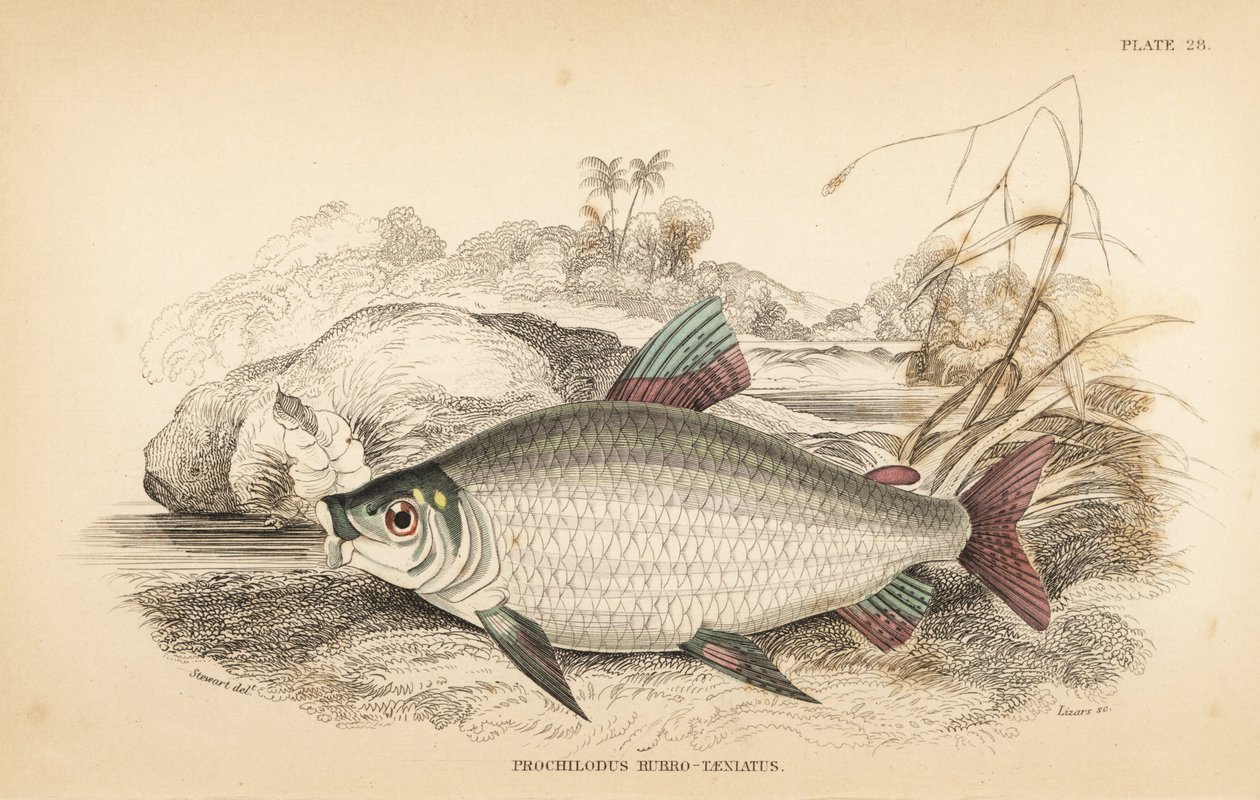 Bocachico eller koulimata, Prochilodus rubrotaeniatus (blekrödstrimmig laxkarp, Prochilodus rubro-taeniatus). Handkolorerat stålgravyr av W.H. Lizars efter en illustration av James Stewart från Robert Schomburg