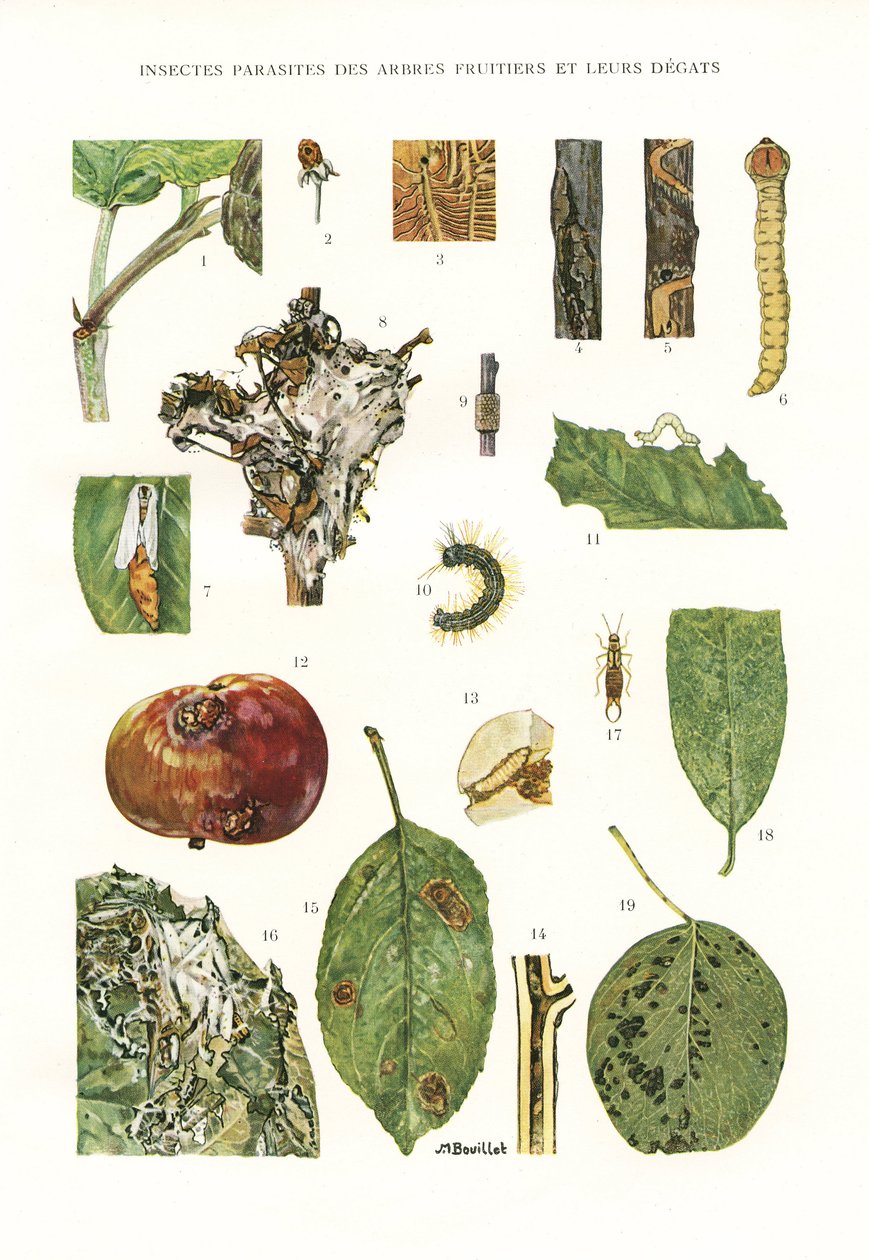 Botanical Board/Fruit Tree Parasites av Unbekannt