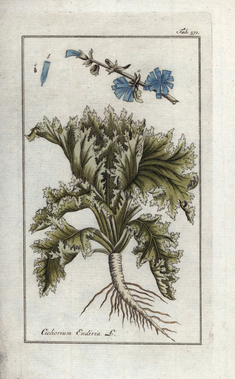 Botanisk term: Endivie, Cichorium endivia. Handkolorerat botaniskt kopparstick från Johannes Zorns "Afbeelding der Artseny-Gewassen", Jan Christiaan Sepp, Amsterdam av Unbekannter Künstler