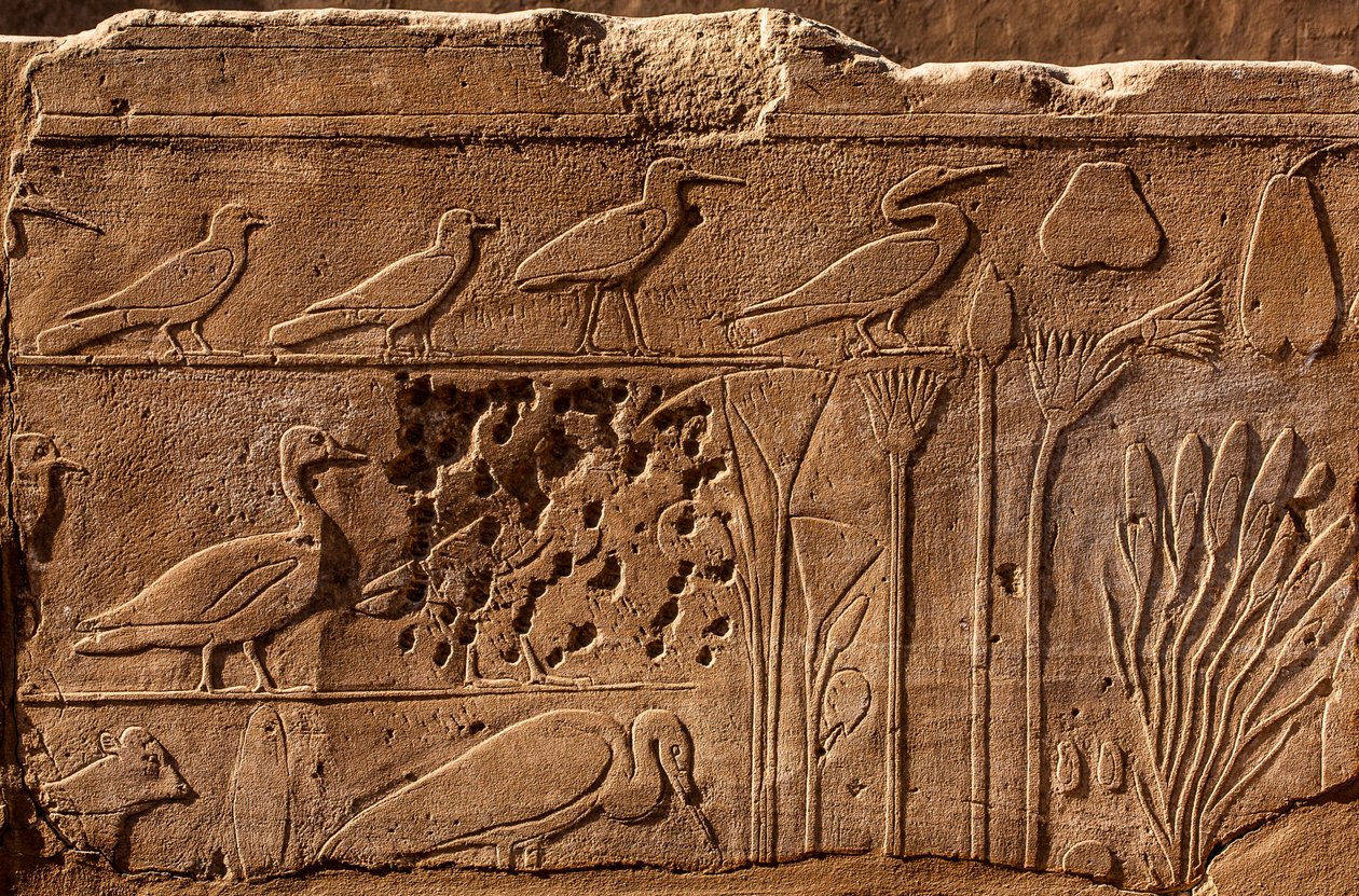 Botaniska trädgården Thutmosis III med reliefavbildningar av växter och djur, Karnak-templet, Luxor, Thebe, Egypten, Afrika (foto) av Unbekannter Künstler