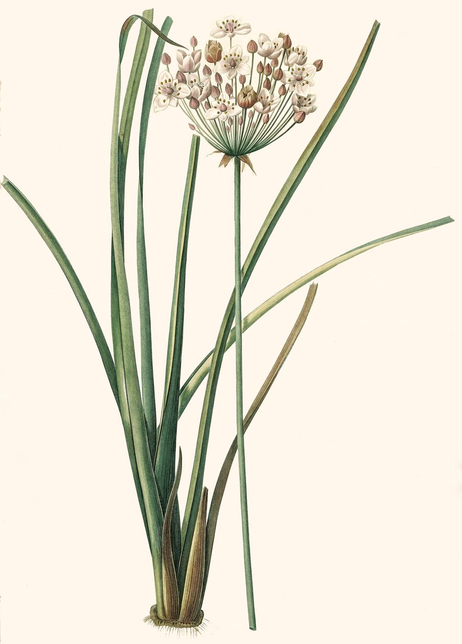 Botanisk illustration/Rdoute/Butomus umbellatus/Umbelly Butome/Blomsterarmband av Unbekannt