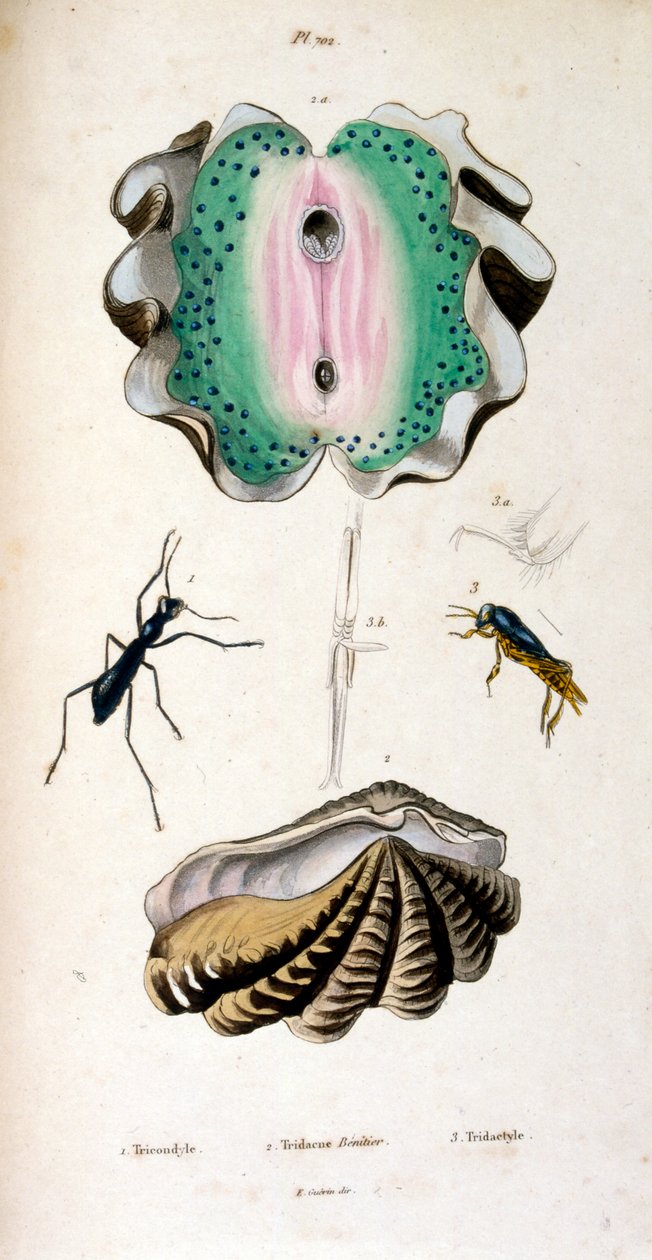 Botanisk och zoologisk illustration av F. E. Guérin. Ur Dictionnaire pittoresque d