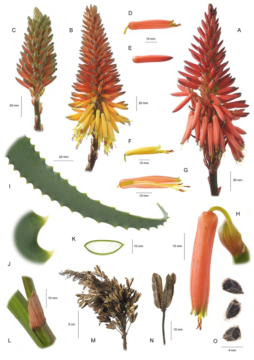 Botanisk tavla/Aloe arborescens/Aloe arborescens av Unbekannt