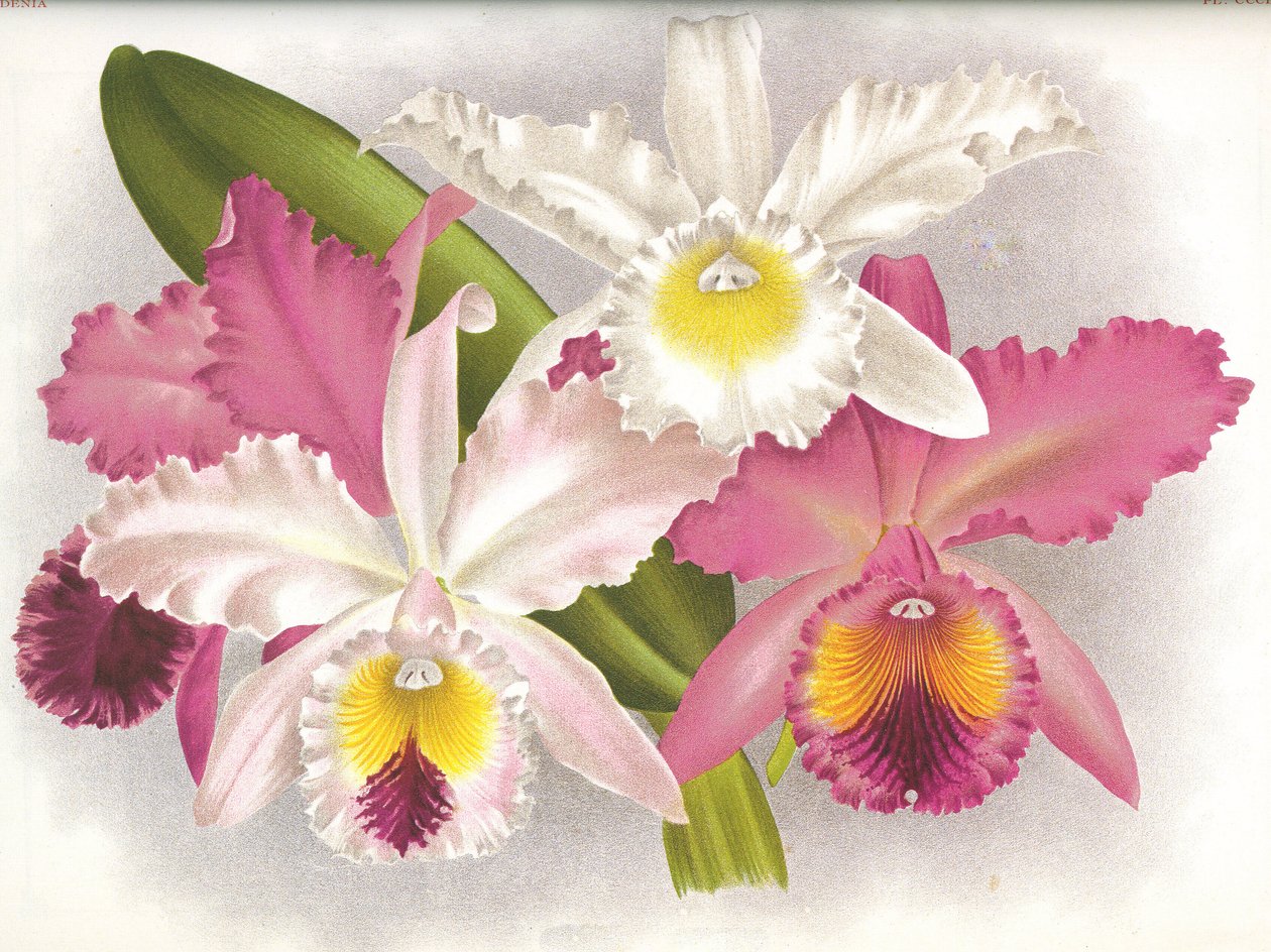 Botanisk styrelse/Cattleya labiata/Lindenia av Unbekannt