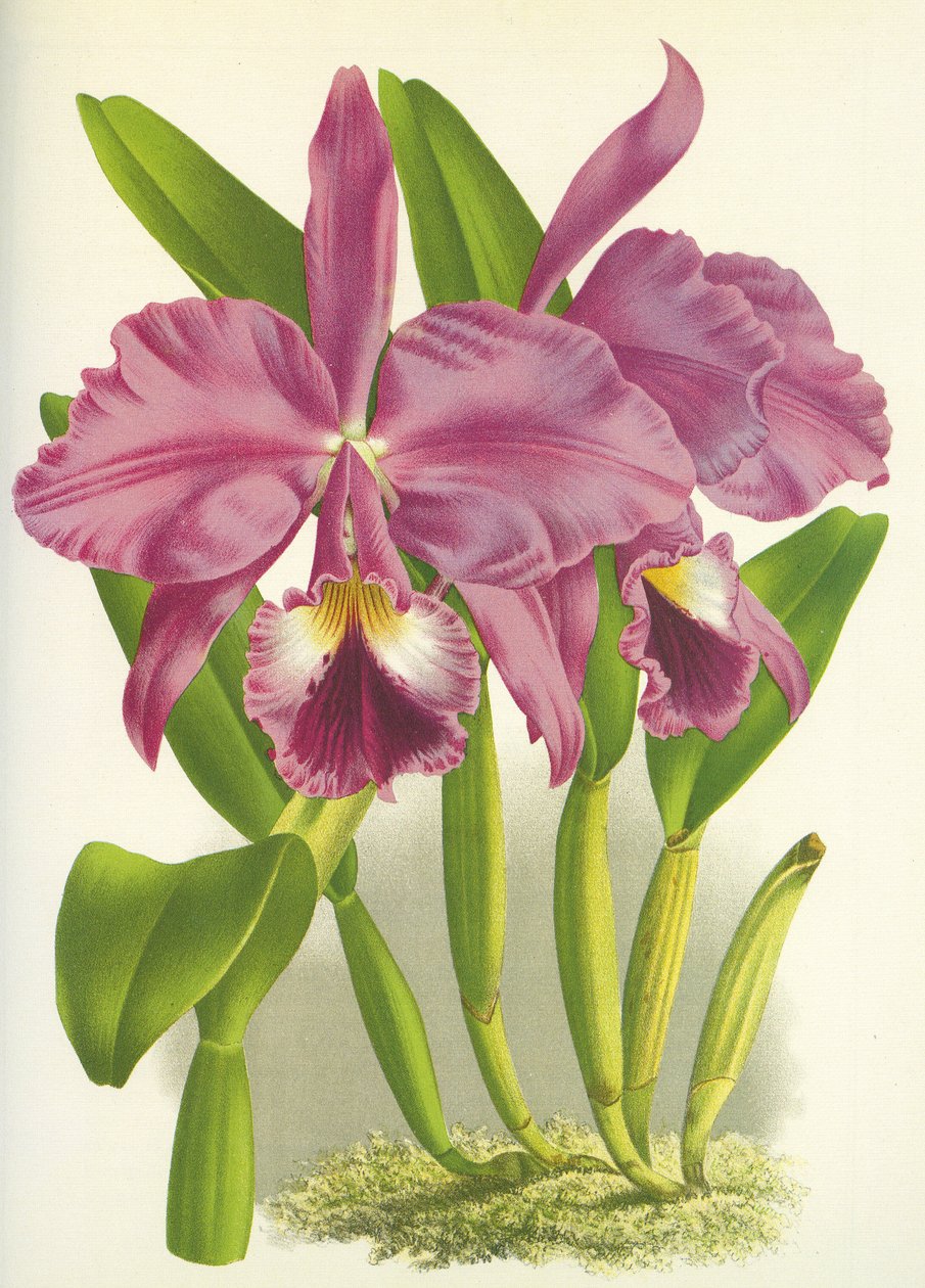 Botanisk tavla/Cattleya labiata var. Autumnalis/Lindenia av Unbekannt
