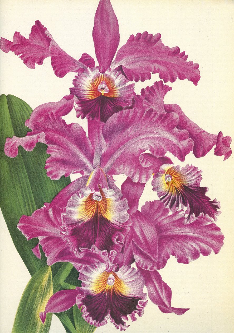 Botanisk tavla/Cattleya labiata var. Perfecta/Lindenia av Unbekannt