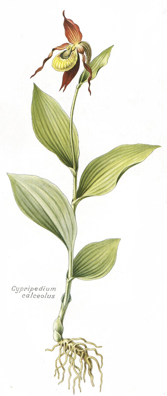 Botanisk tavla/Cypripedium calceolus/Venus hov av Unbekannt