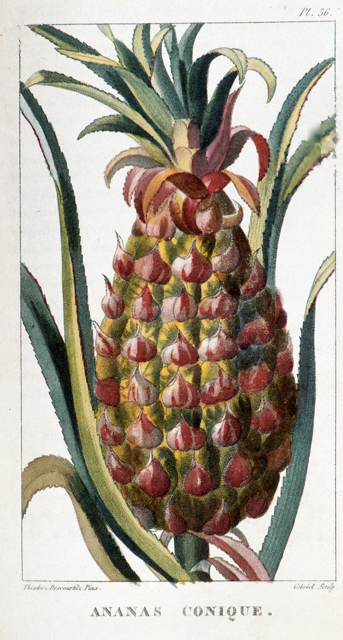 Botanisk tavla/Ananas av Unbekannt