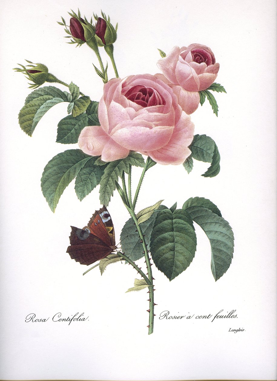 Botanisk tavla/Rosa centifolia/Rosa hundra blad/Redoubt av Unbekannt