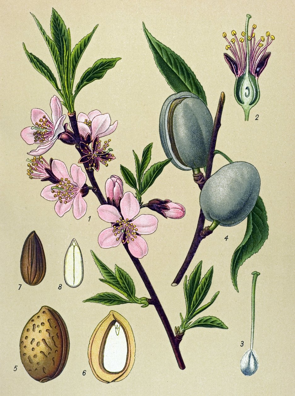 Botanisk styrelse. Amygdaline (Mandel): Vanlig mandel (Amygdalus communis) av Unbekannter Künstler