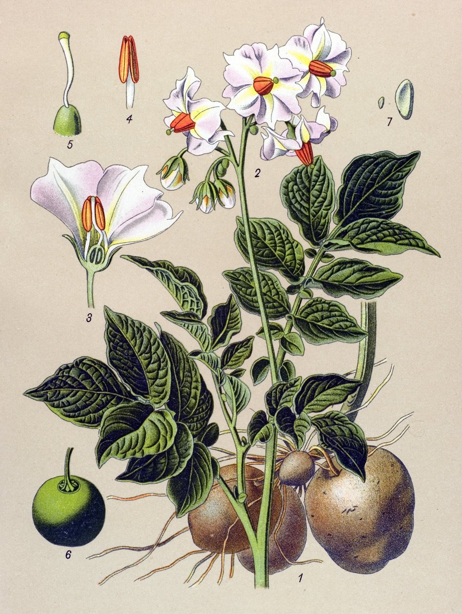 Botanisk tavla, potatisplanta, potatis (Solanum tuberosum) av Unbekannter Künstler