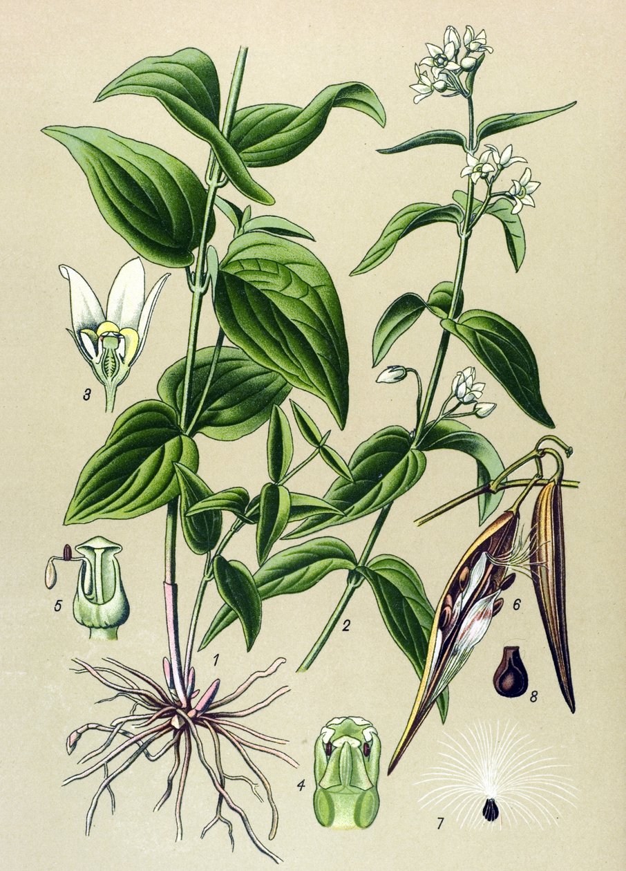 Botanisk tavla: Tam gift officinal (Vincetoxicum hirundinaria) av Unbekannter Künstler