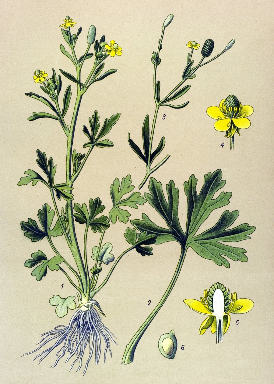 Botanisk styrelse. Venenös (giftig): Smörblomma eller smörkelleriblad (Ranunculus sceleratus) av Unbekannter Künstler