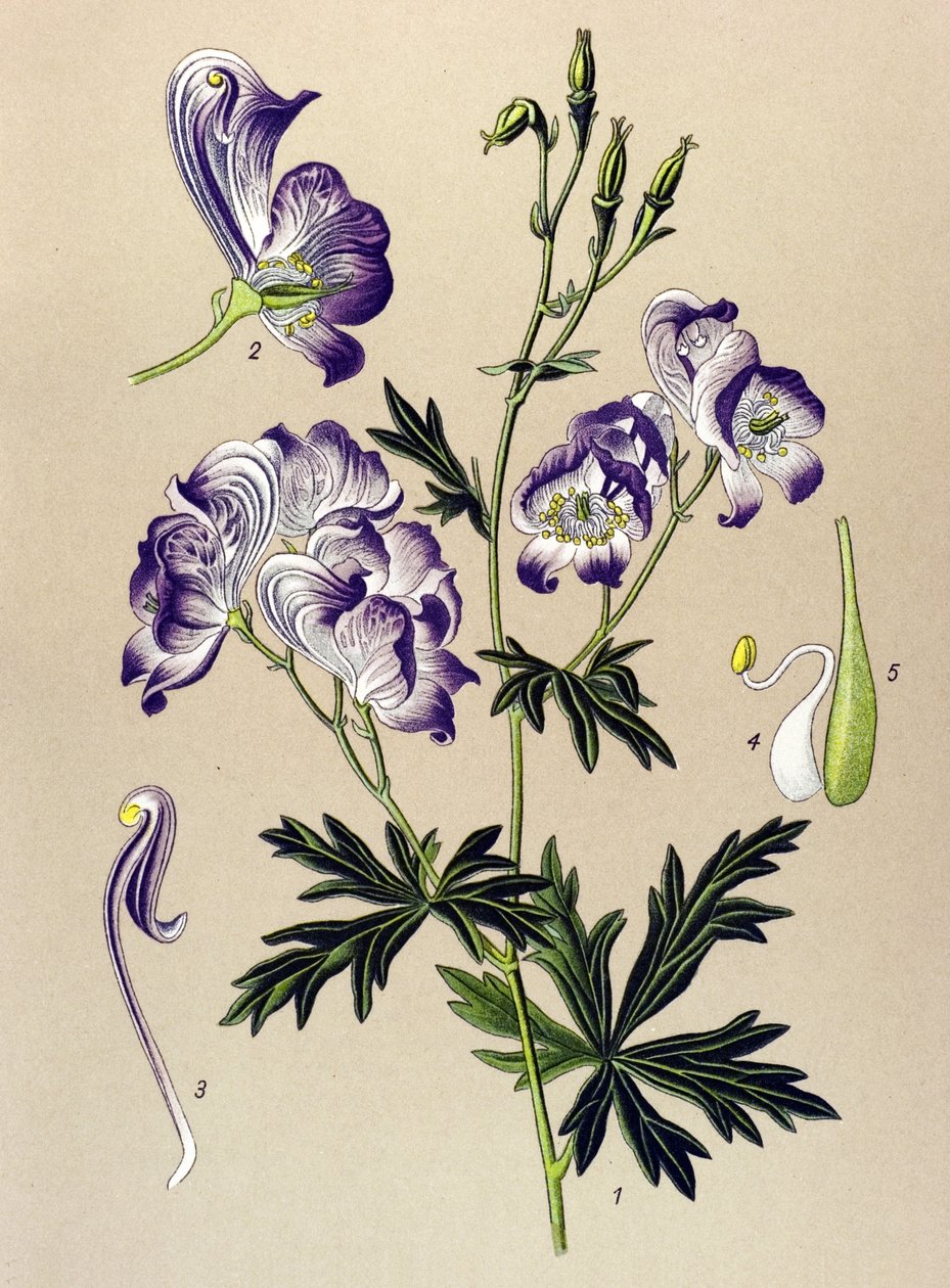Botanisk styrelse. Venenös (giftig) och medicinalväxt: Aconitum variegatum av Unbekannter Künstler