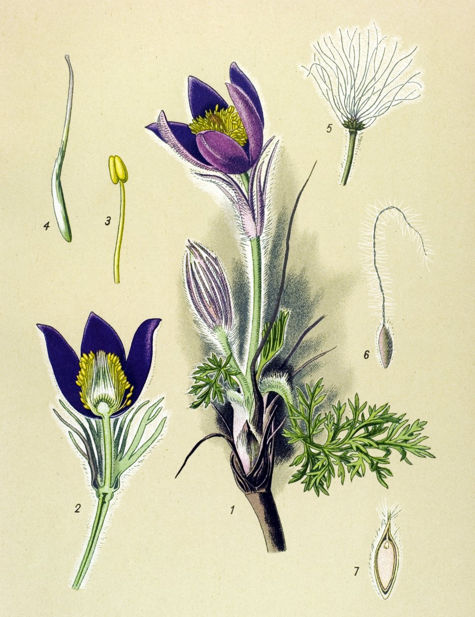 Botanisk styrelse. Venenös (giftig) och medicinalväxt: Anemone Pulsatille eller Common Pulsatilla (Anemone pulsatilla, Pulsatilla vulgaris) av Unbekannter Künstler