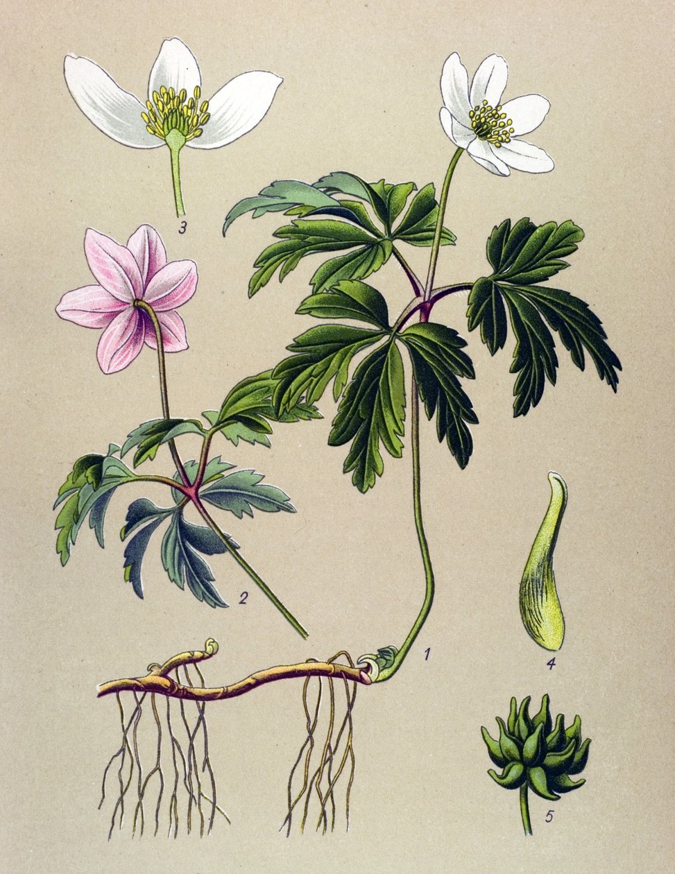 Botanisk styrelse. Venenös (giftig) och medicinalväxt: Anemone sylvie eller Anemone of the woods (Anemone nemorosa) av Unbekannter Künstler