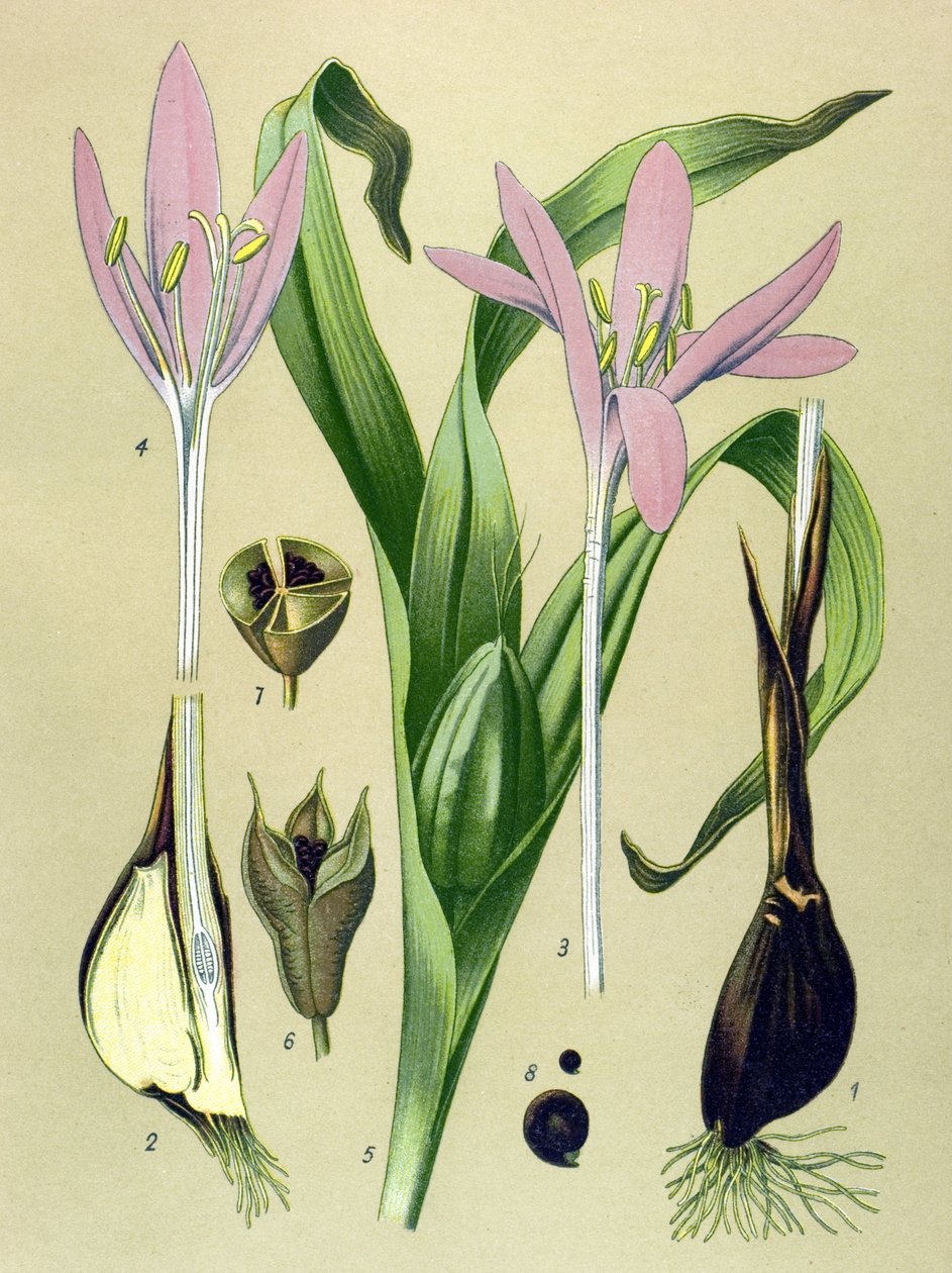 Botanisk styrelse. Venenös (giftig) och medicinalväxt: Höstkolchial (Colchicum autumnale) av Unbekannter Künstler