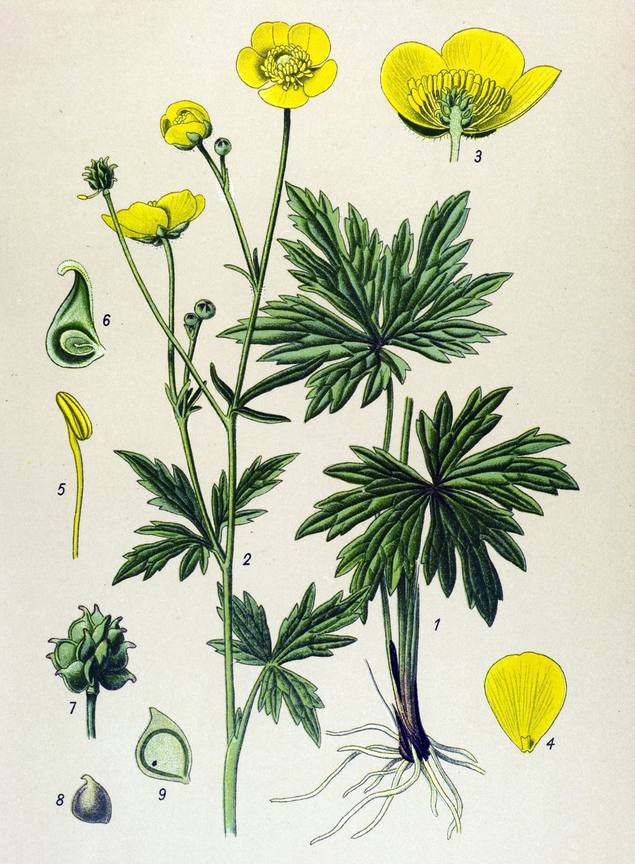 Botanisk styrelse. Venenös (giftig) och medicinalväxt: Smörblomma (Ranunculus acris) av Unbekannter Künstler