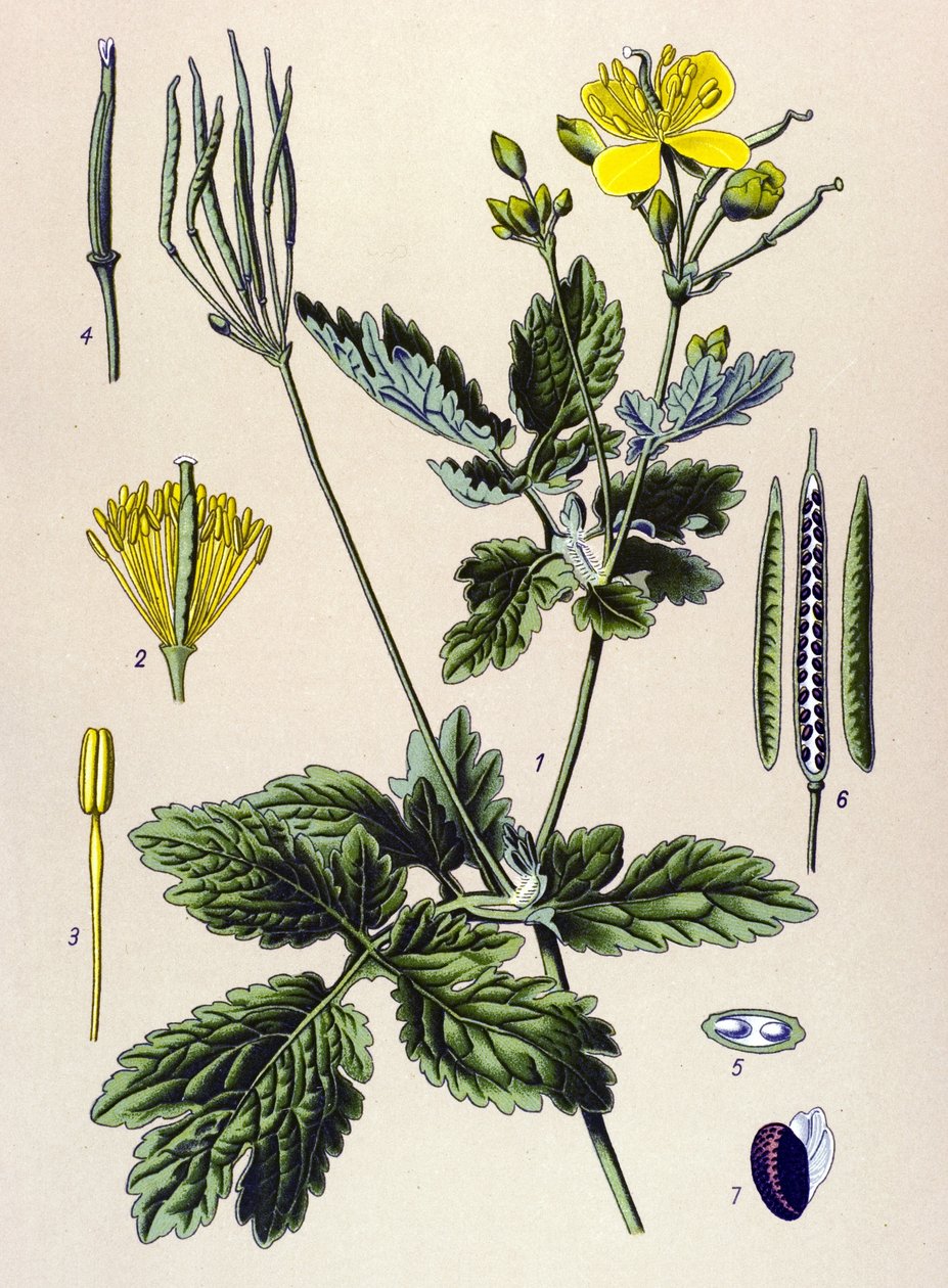 Botanisk styrelse. Venenös (giftig) och medicinalväxt: Chelidoine eller stor chelidoin (Chelidonium majus) av Unbekannter Künstler