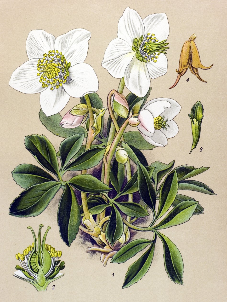 Botanisk styrelse. Venenös (giftig) och medicinalväxt: Julros (Helleborus niger) av Unbekannter Künstler