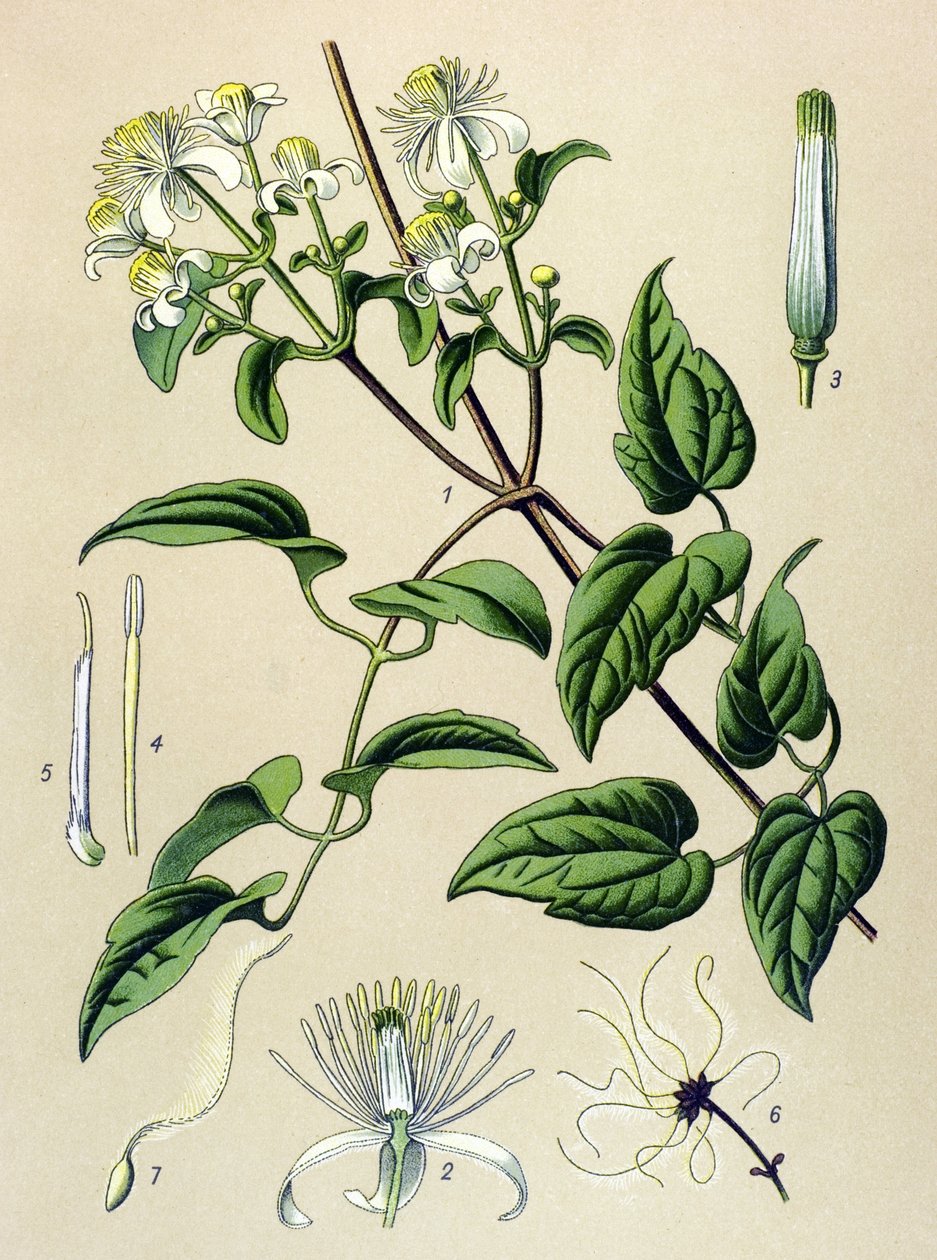 Botanisk styrelse. Venenös (giftig) och medicinalväxt: Hedgeklematit (Clematis vitalba) av Unbekannter Künstler
