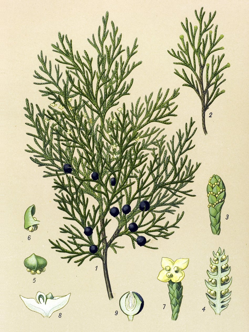 Botanisk styrelse. Venenös (giftig) och medicinalväxt: Sabine enbär (Juniperus sabina) av Unbekannter Künstler