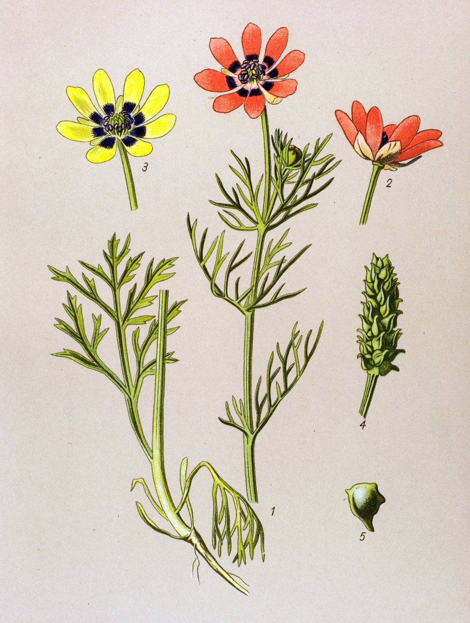 Botanisk styrelse. Venenös (giftig) och medicinalväxt: Summer Adonis (Adonis aestivalis) av Unbekannter Künstler