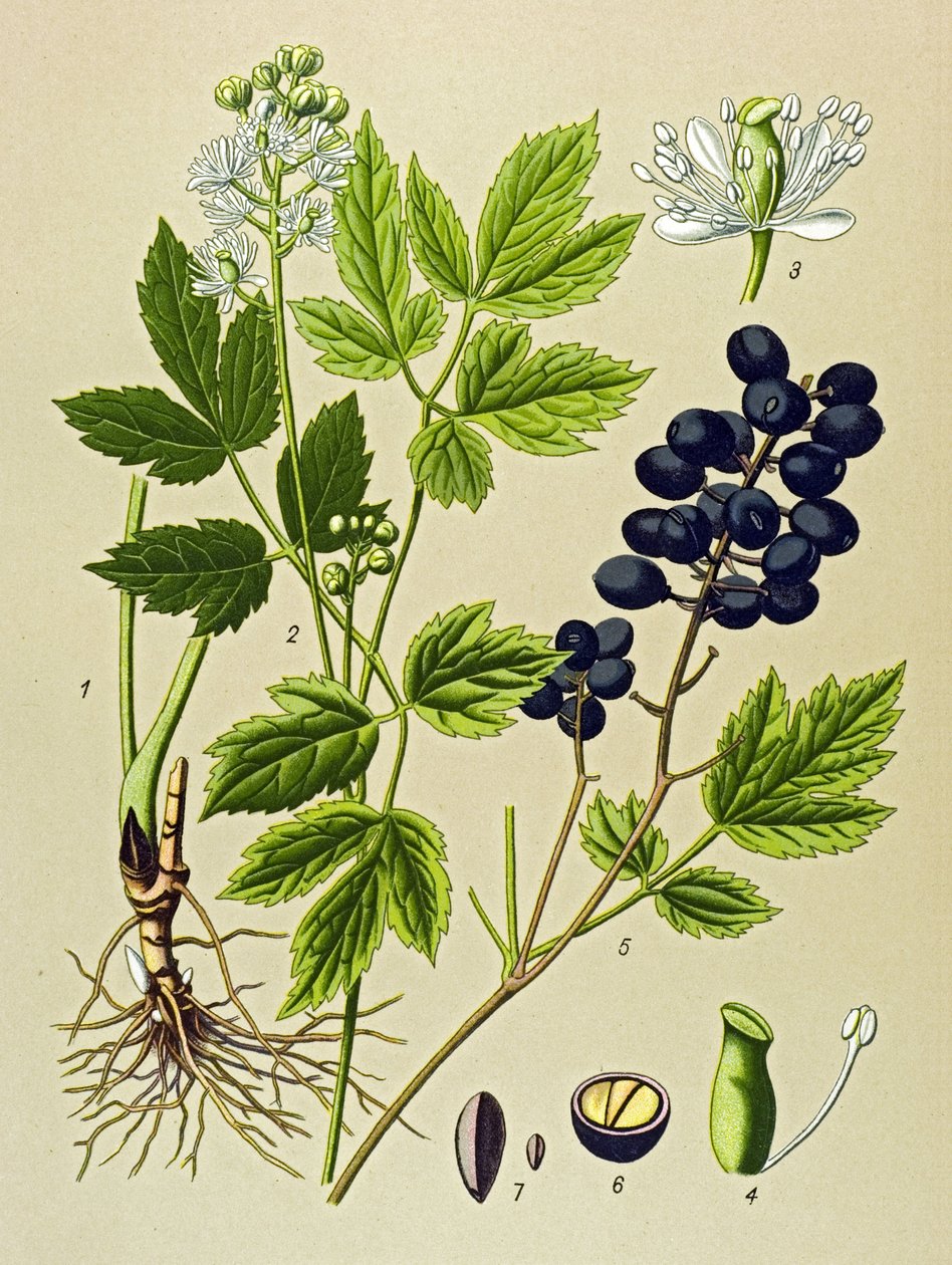 Botanisk styrelse. Venenös (giftig) och medicinalväxt: Summer Adonis (Adonis aestivalis) av Unbekannter Künstler