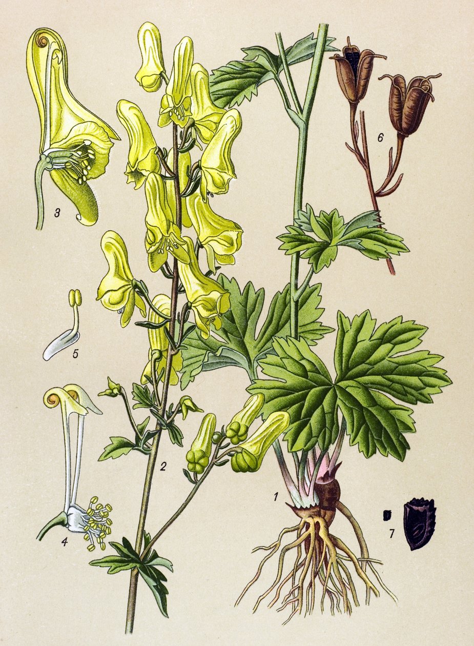 Botanisk styrelse. Venenös (giftig) och medicinalväxt: Vargdödare eller vargdödare (Aconitum lycoctonum) av Unbekannter Künstler