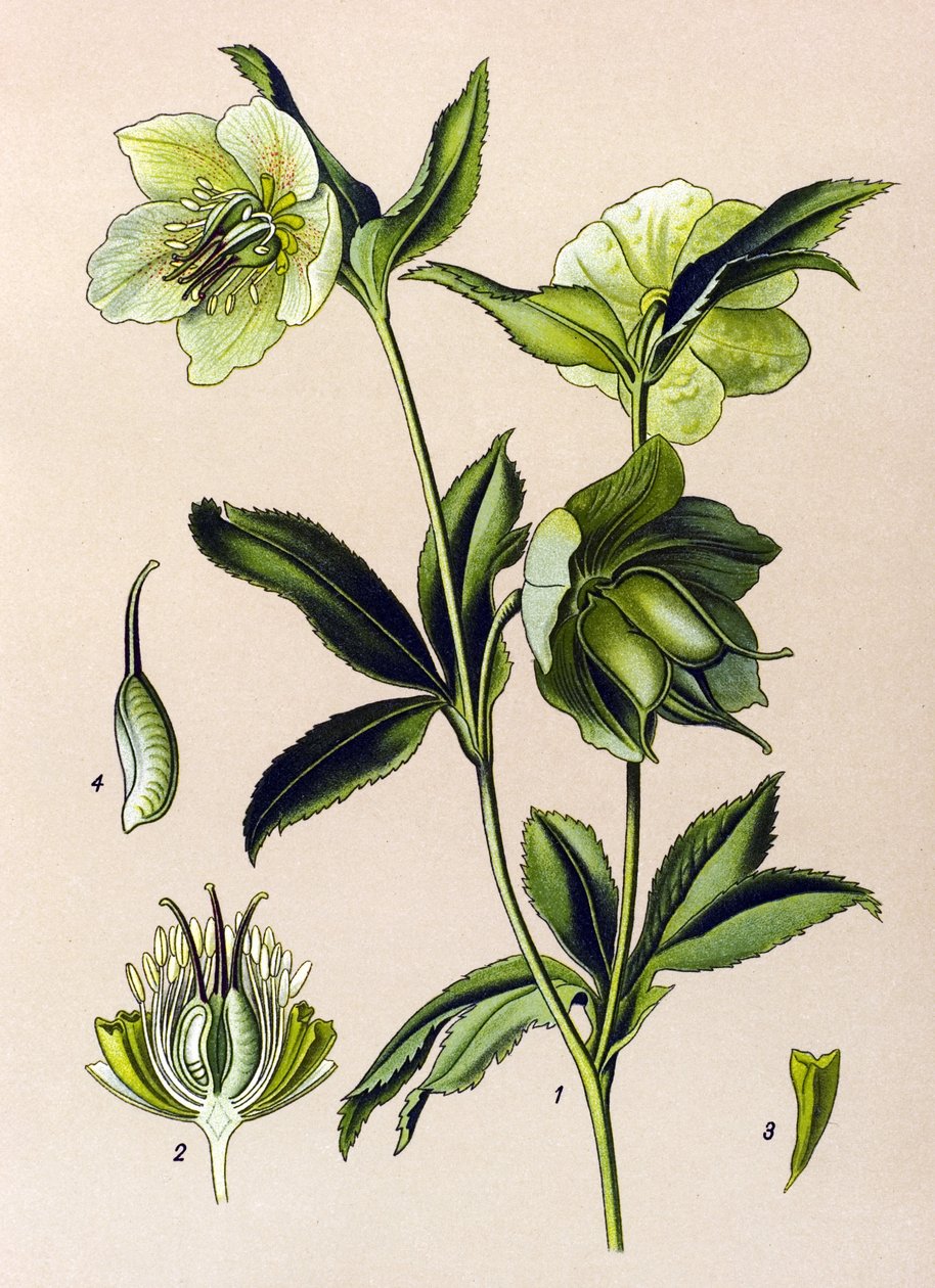 Botanisk styrelse. Venenös (giftig) och medicinalväxt: grön hellebore (Helleborus viridis) av Unbekannter Künstler