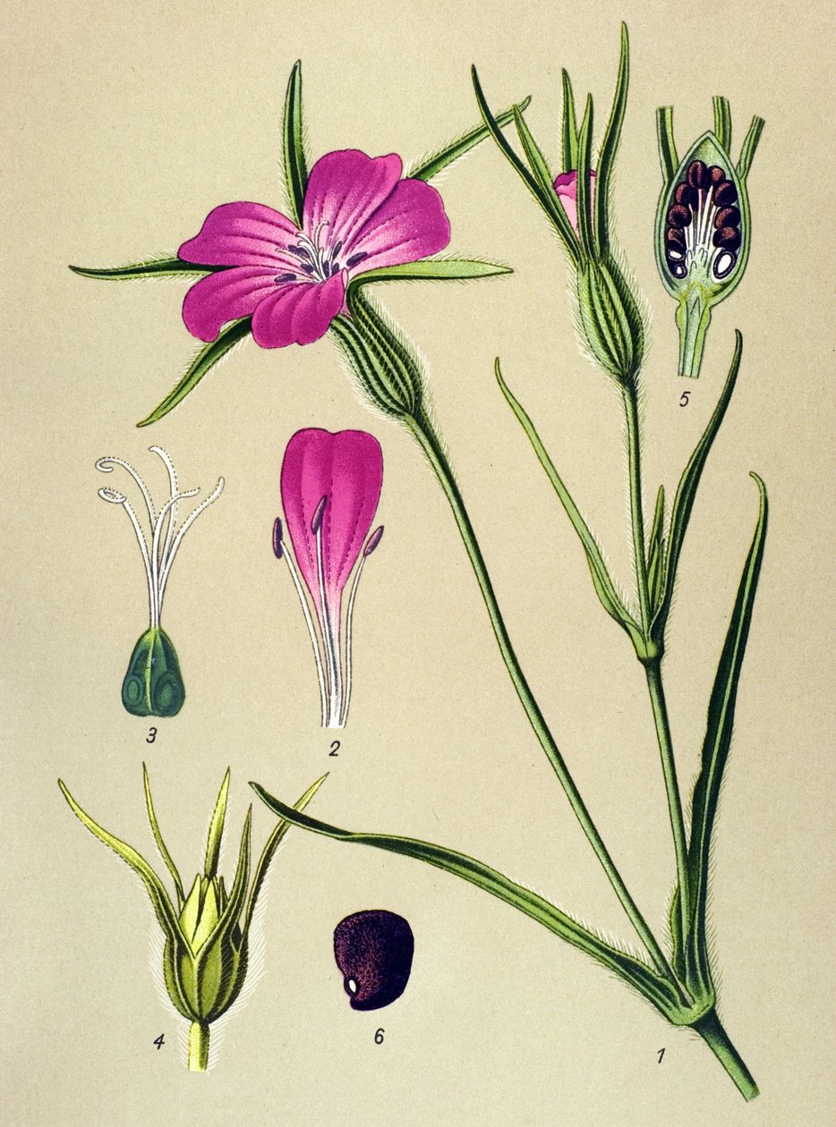 Botanisk styrelse. Venenös växt (giftig): Blew