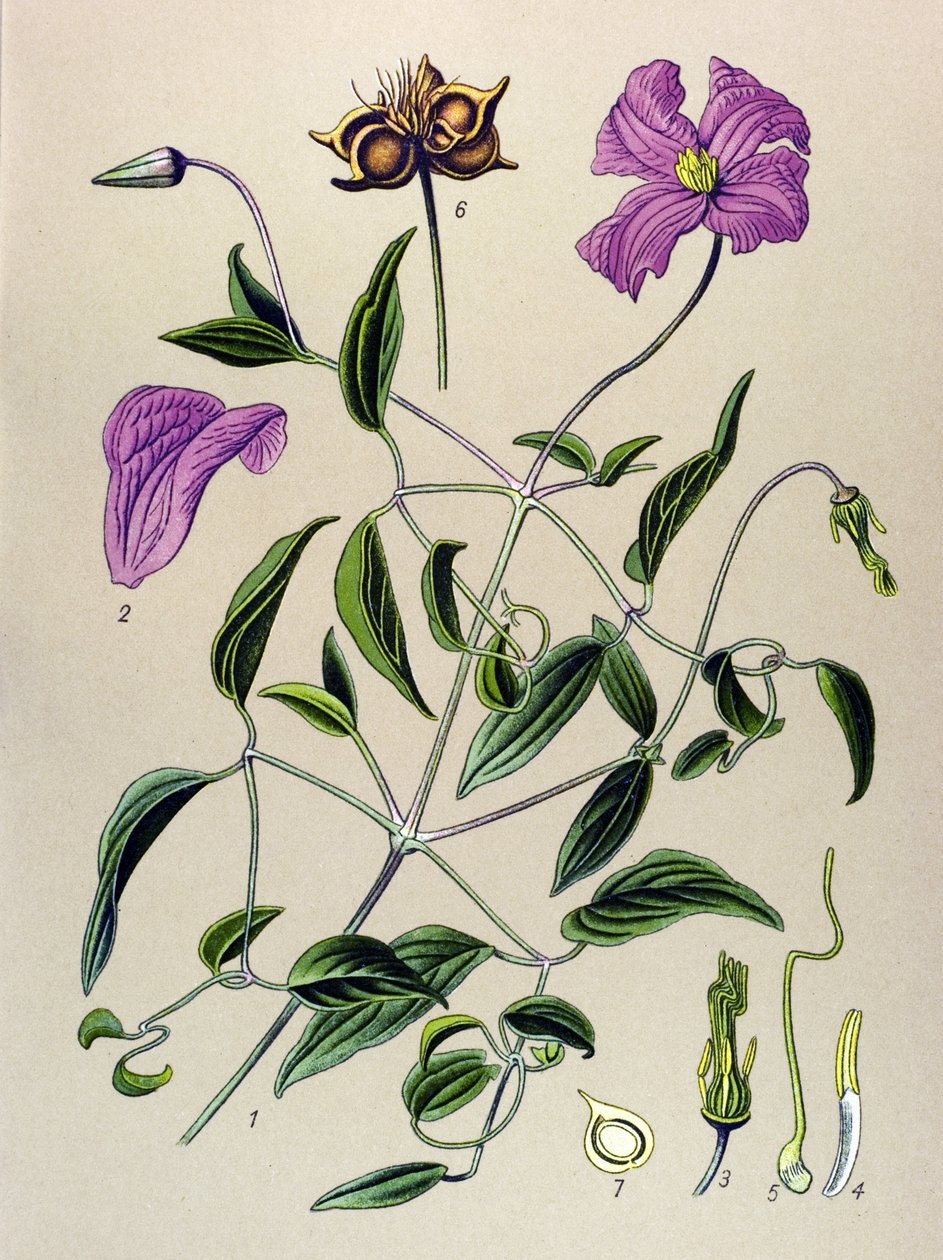 Botanisk styrelse. Venenös växt (giftig): Clematite falsk eller falsk vinranka (Clematis viticella) av Unbekannter Künstler