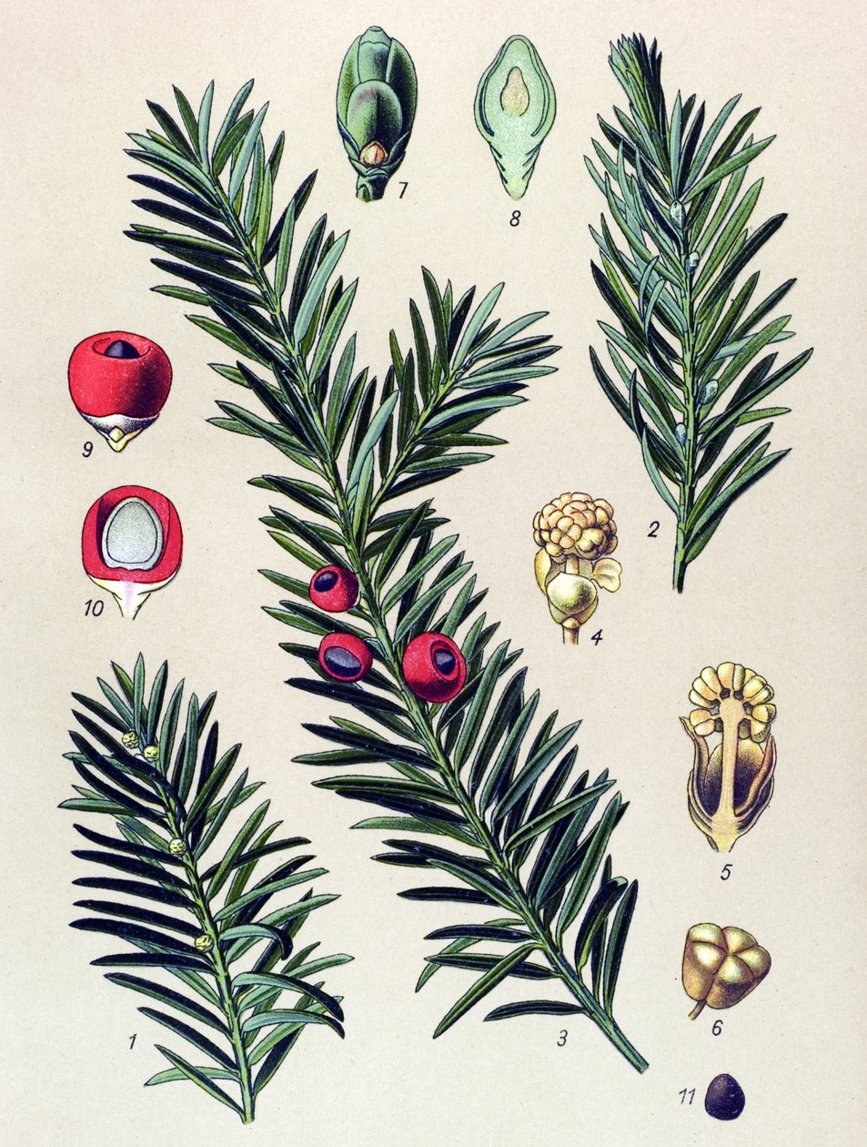 Botanisk styrelse. Venenös växt (giftig): Idegran (Taxus baccata) av Unbekannter Künstler