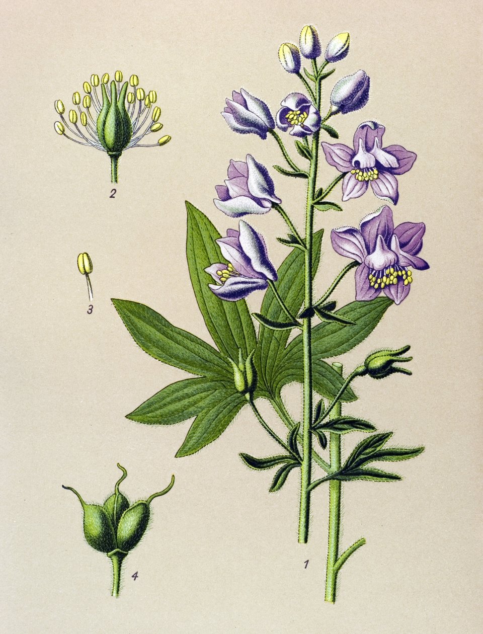Botanisk styrelse. Venenös växt (giftig): Dolphinella staphysegar (Delphinium staphysagria) av Unbekannter Künstler