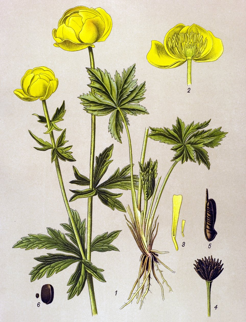 Botanisk styrelse. Venenös växt (giftig): Europeiskt troll (Trollius europaeus) av Unbekannter Künstler