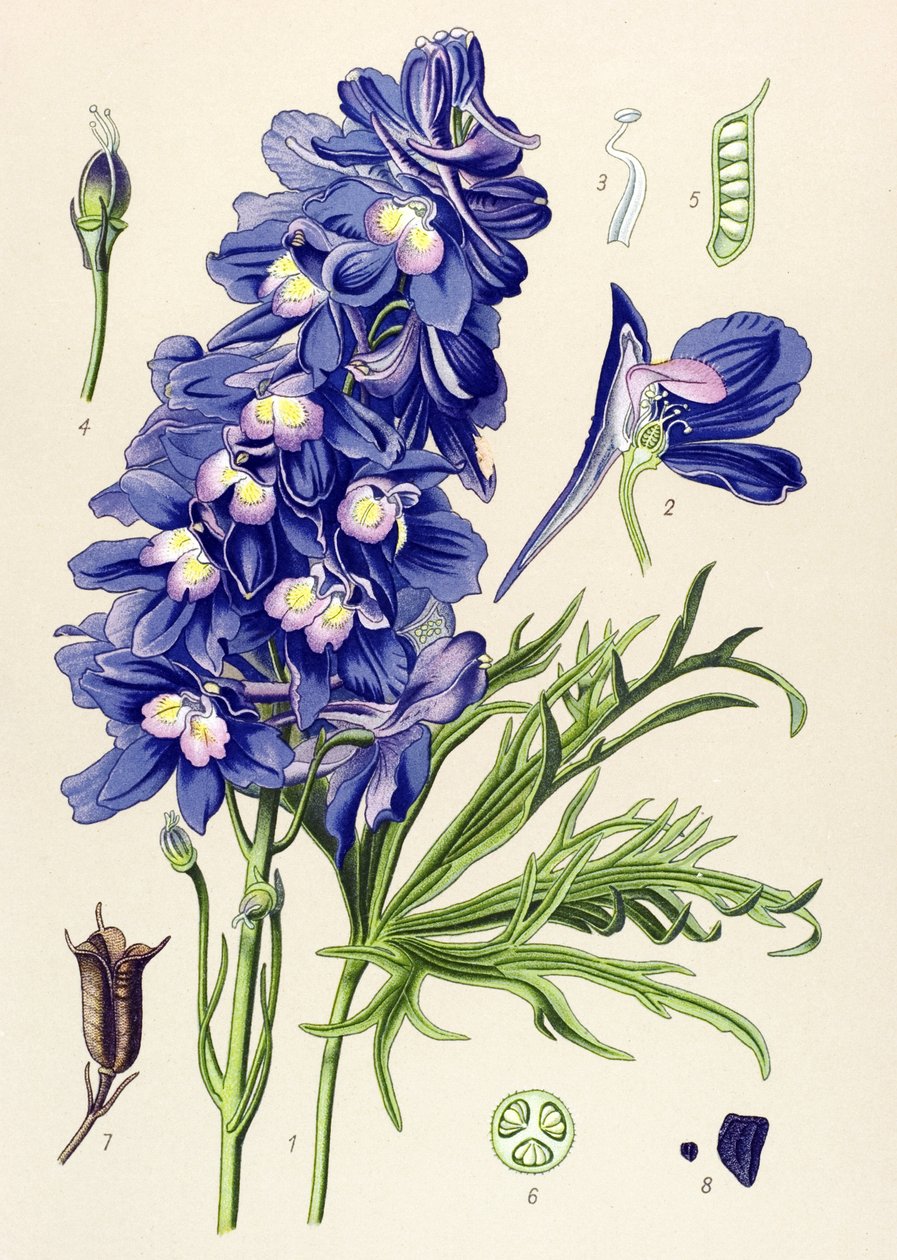Botanisk styrelse. Venenös växt (giftig): delfinel eller lärkfötter (Delphinium grandiflorum) av Unbekannter Künstler