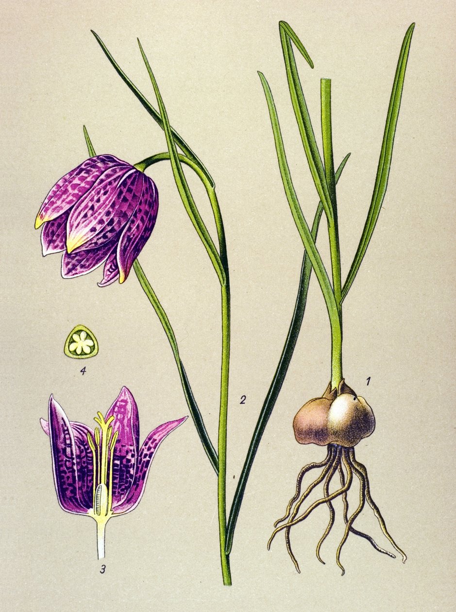 Botanisk styrelse. Venenös växt (giftig): pärlhöns eller "pärlhöns" (Fritillaria meleagris) av Unbekannter Künstler