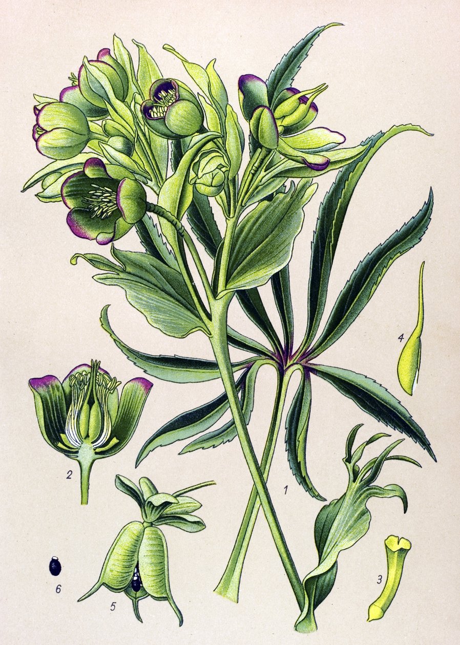 Botanisk styrelse. Giftig växt (giftig): hellebore fetide eller hellebore fetide (Helleborus foetidus) av Unbekannter Künstler