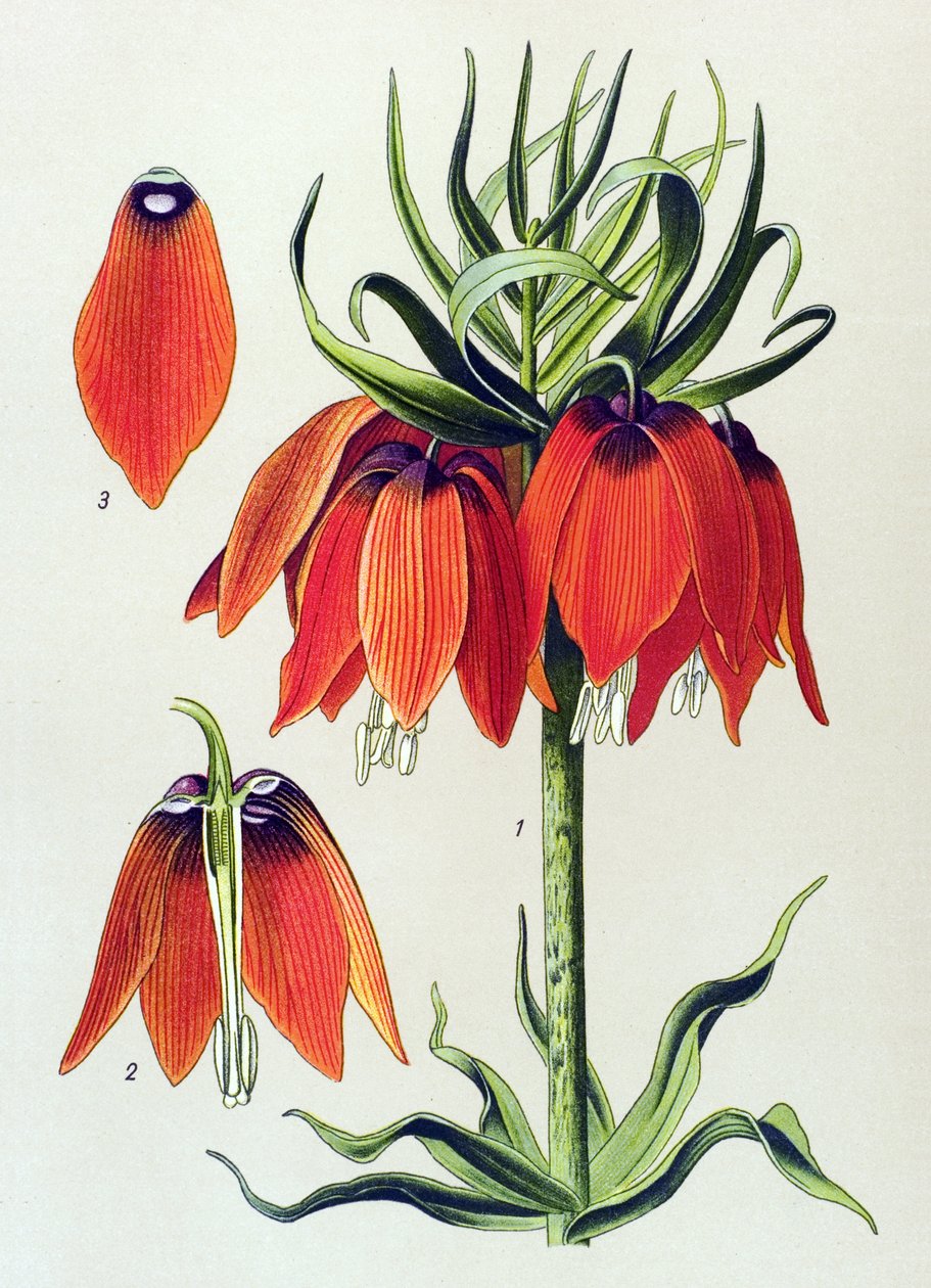 Botanisk styrelse. Venenös växt (giftig): imperiale fritillaria imperialis av Unbekannter Künstler
